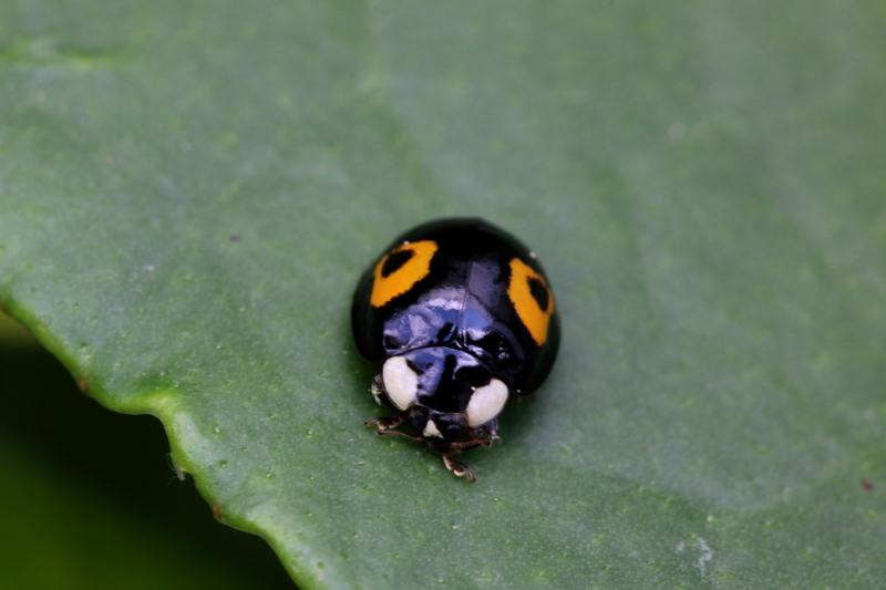 Coccinella:    Harmonia axyridis